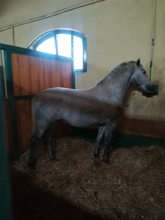 Đakovo, Croatia; town of lipizzans and long tradition: photo 2