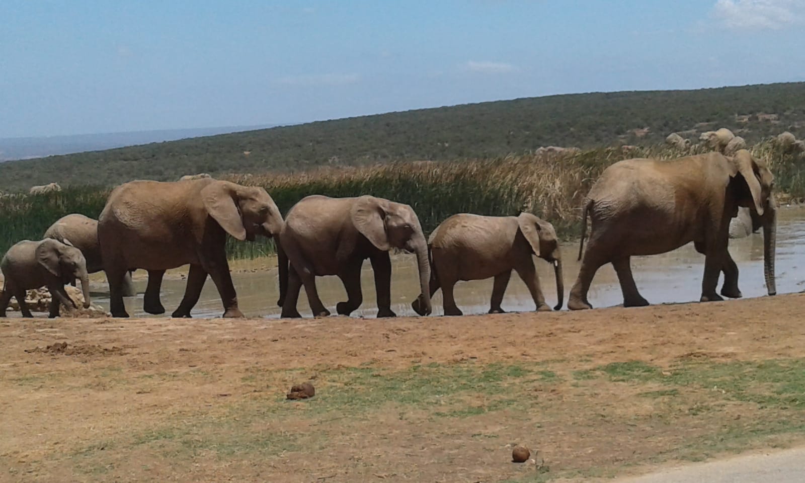 A volunteer experience near Addo Elephant National Park