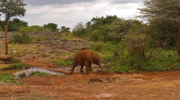 Visiting the David Sheldrick Wildlife Trust (DSWT) in Kenya: photo 4