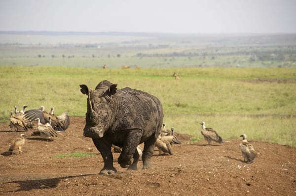 The Urban Jungle. Nairobi National Park Kenya.: photo 2