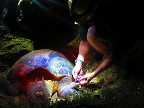 Turtle Season in Australia