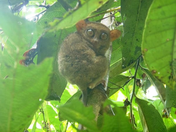 Bohol, Philippines: A Place with Wonderous Things: photo 4