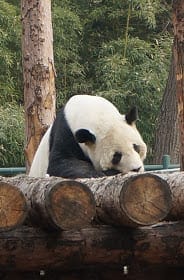 Ideal Itinerary for Beijing Tour: photo 31