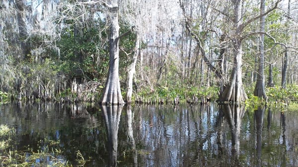 Wild Florida: photo 3