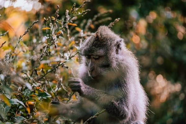 Ubud, Bali - Paradise at The Foothills of Gianyar: photo 5