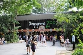 Spending A Day at Singapore Zoo and Singapore Night Safari