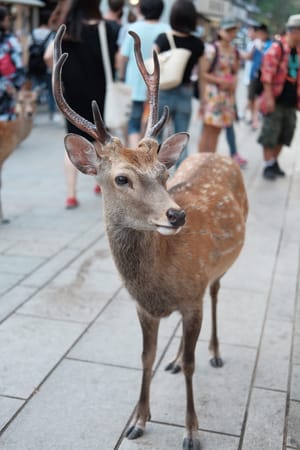 Highlights from Kansai, Japan: photo 18