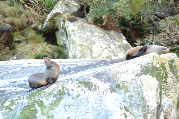 New Zealand : the land of wonders: photo 11