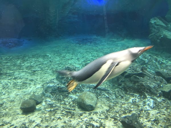 Gold Coast, Australia : The perfect holiday destination: photo 7