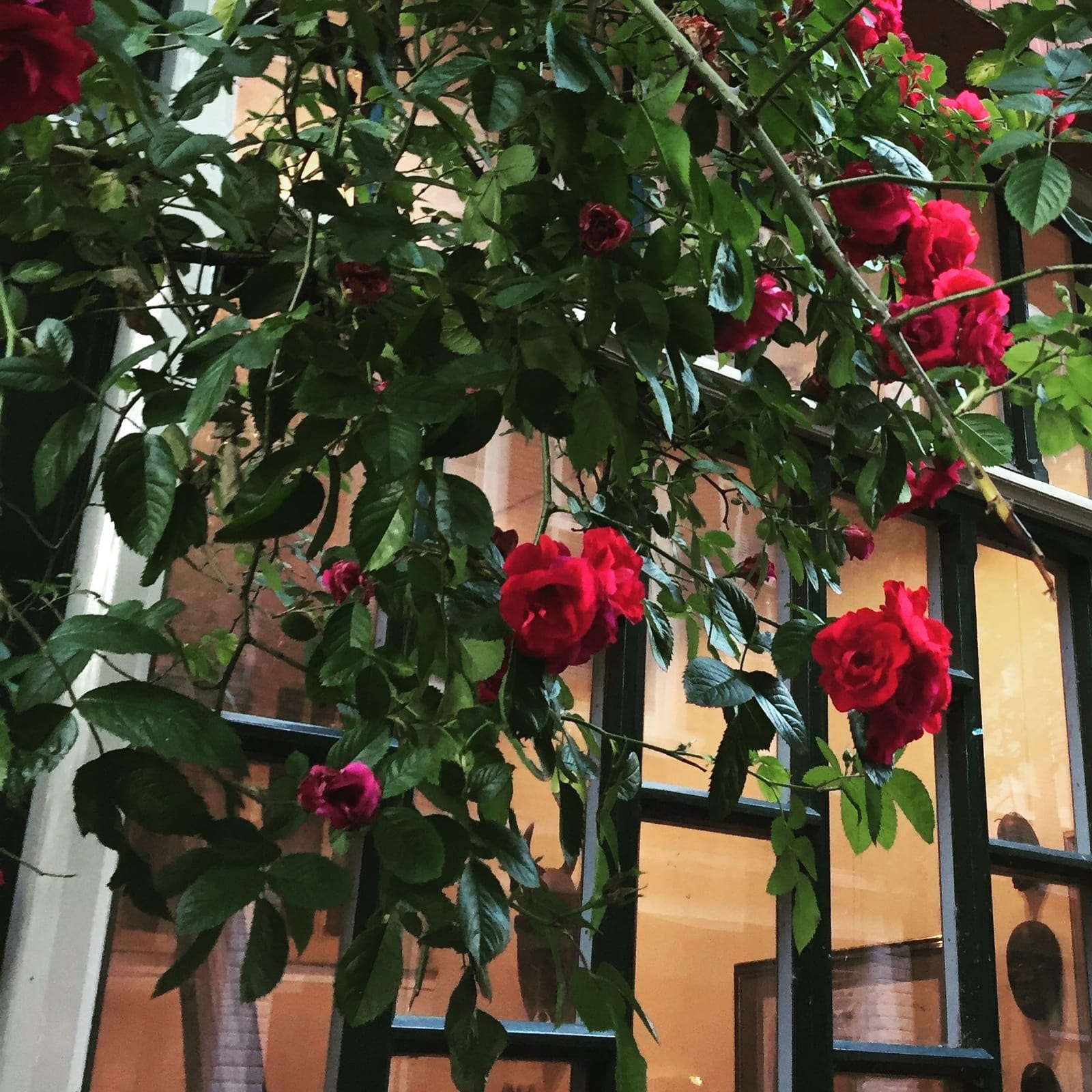 Ideas For a Summer Day in Amsterdam