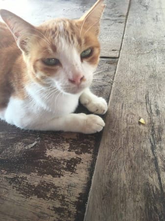 Gili Trawangan: photo 6