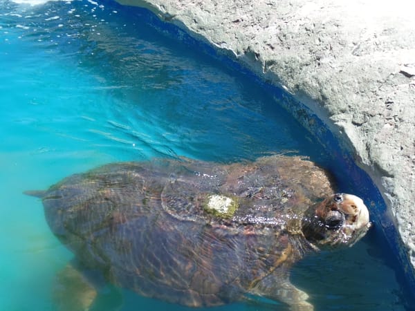 What To See in Salvador, Brazil: photo 8