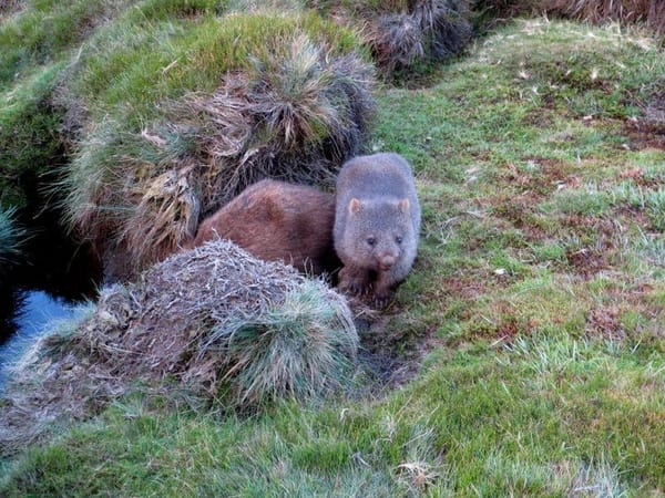 Tasmania:4 places you must visit (Australia): photo 3