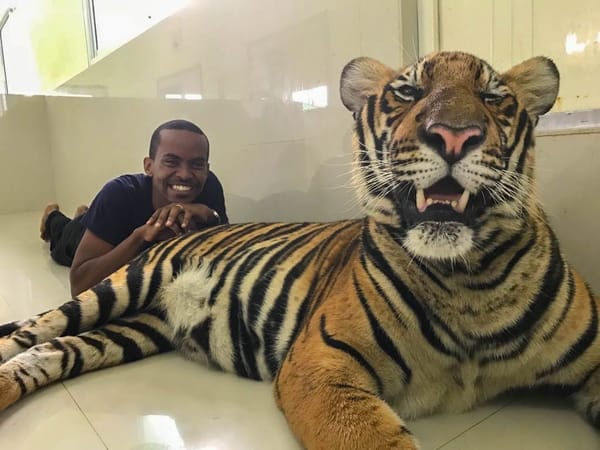 Bangkok: Day Tour with the Tigers: photo 5