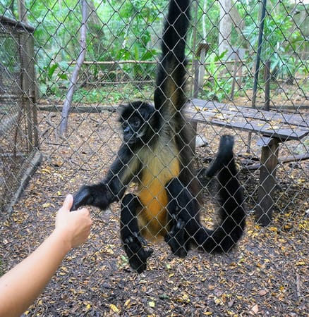 Best Mayan Routes Tips & Tricks: photo 3