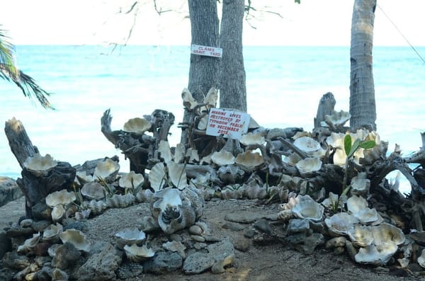 Island Escape near Cagayan de Oro City: Camiguin: photo 18