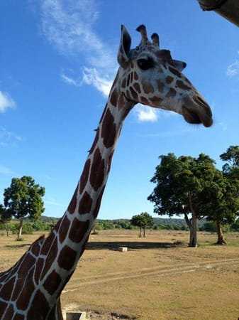 Calauit Safari Park: An animal lover: photo 6