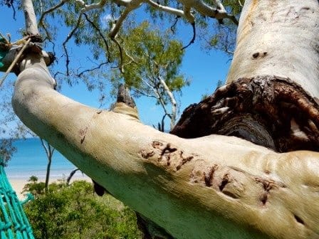 Great Keppel Island Living: photo 11