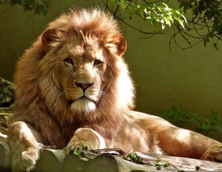 Spending A Day at Singapore Zoo and Singapore Night Safari: photo 7