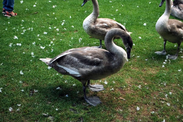 Dublin: Irish city of wonders: photo 2