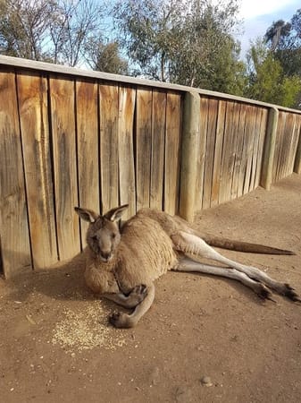 A Ten Day Tasmanian Road Trip: photo 11