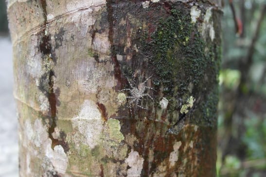Manaus part 01: Finding green areas