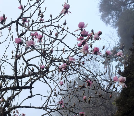 Hill Stations of India - An Insider’s Travel guide to Darjeeling: photo 8