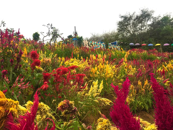 Cebu's Little Amsterdam: photo 15