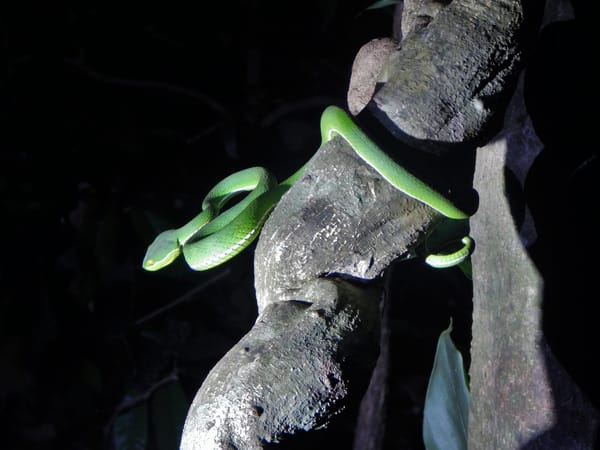 Exploring Thai National Parks: Kaeng Krachan: photo 3