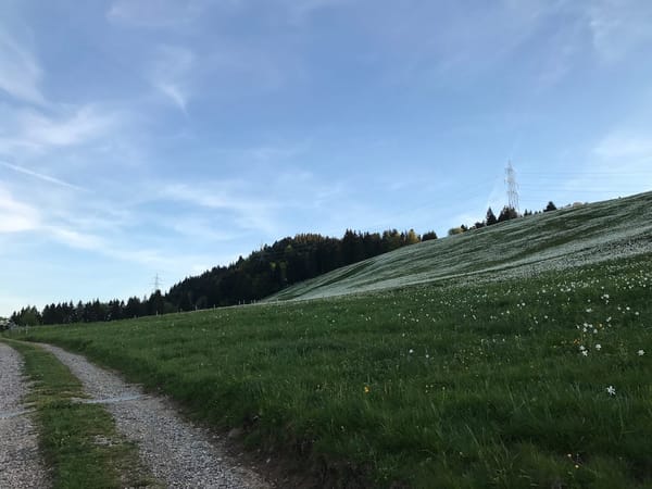 Four Seasons in the Swiss Riviera: photo 15