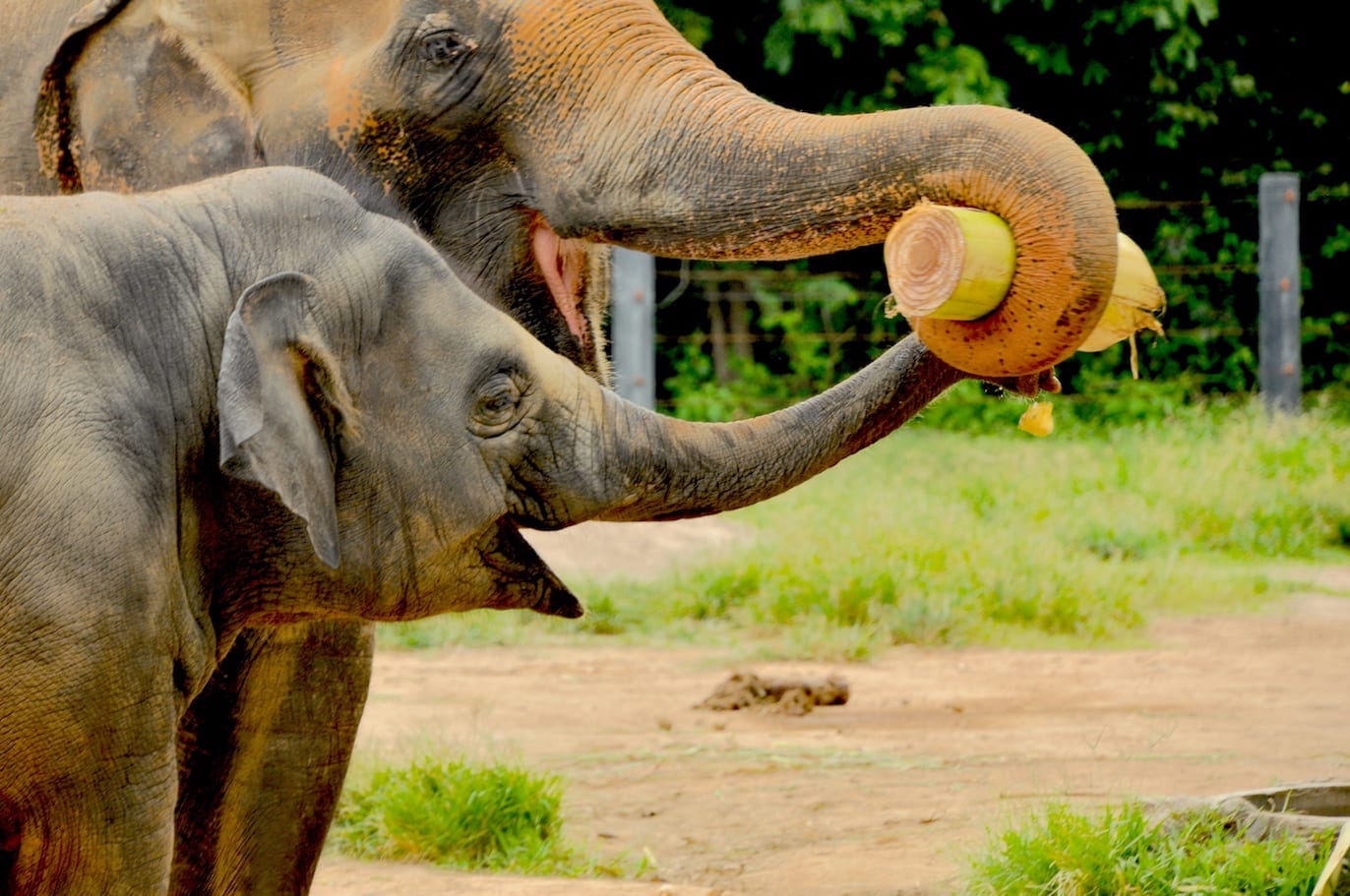 Kaeng Krachan National Park - Thailand’s Stunning Countryside