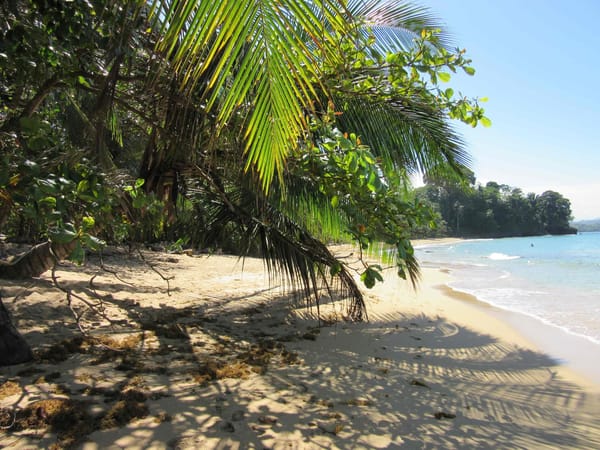 Caribbean Vibes and Pura Vida - Puerto Viejo: photo 4
