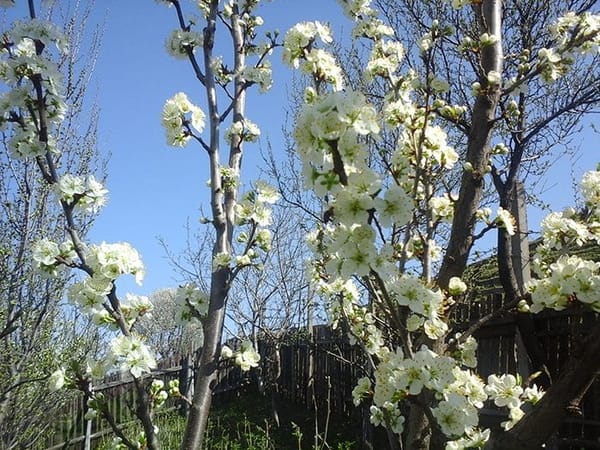 Picking Cherries and Baking Pies in Rural Romania: photo 3