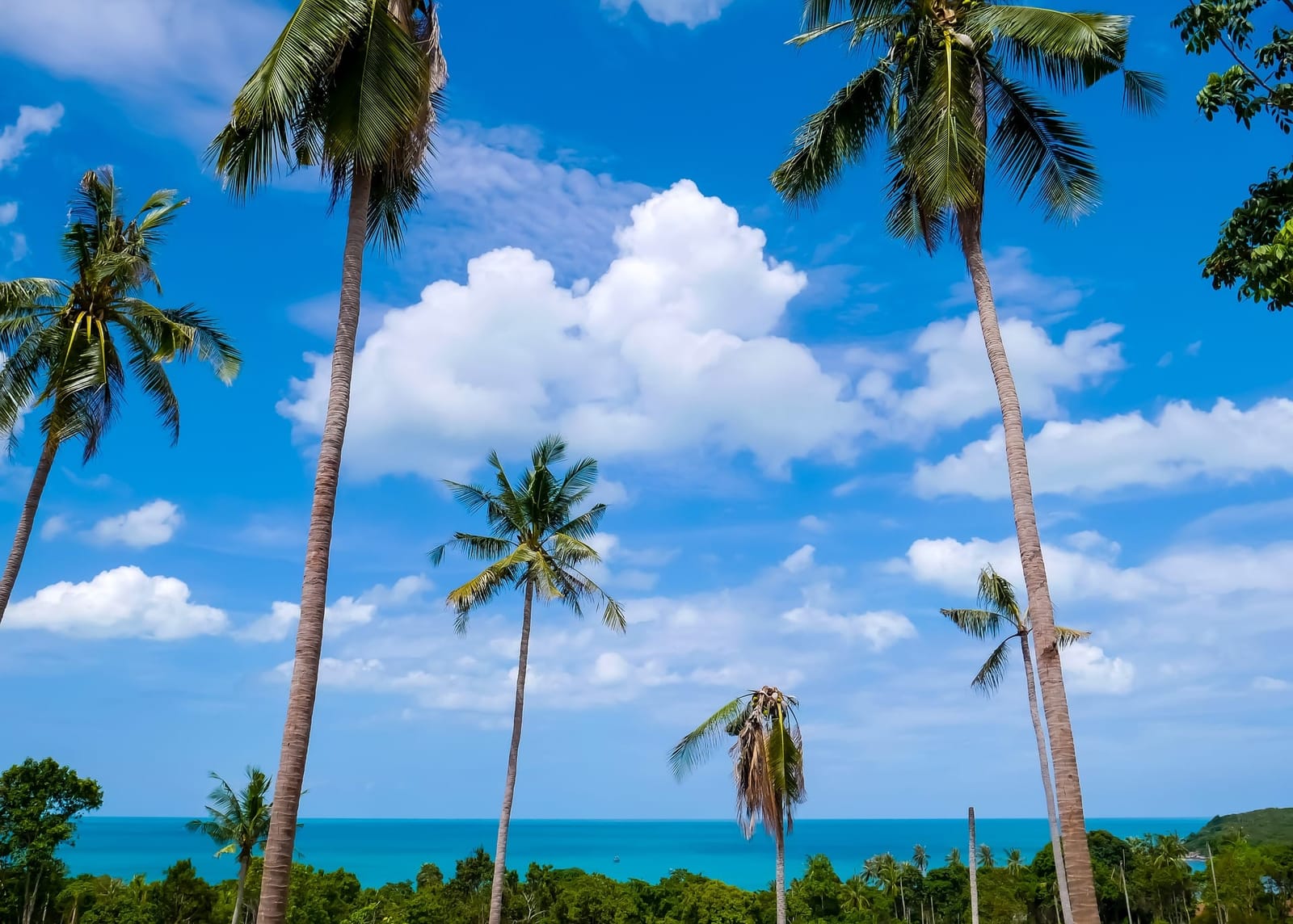 Koh Samui: 5 Great Things to See and Do