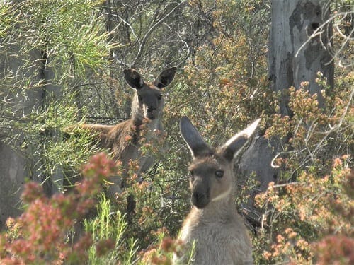 Flinders Ranges: Ancient earth and fascinating wildlife: photo 12