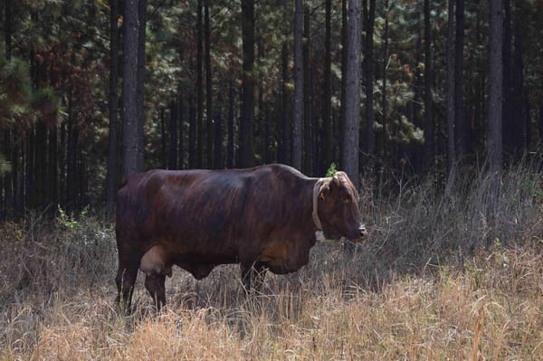 Exploring the Soutpansberg mountain range: Hanglip Nature Reserve: photo 1