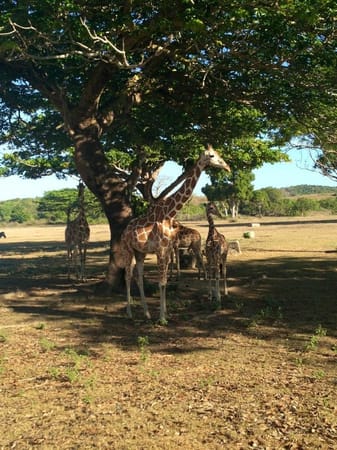 Calauit Safari Park: An animal lover: photo 5