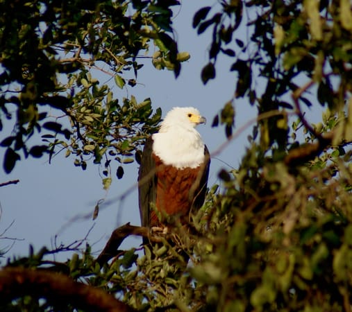 Cruising in Chobe National Park: photo 4