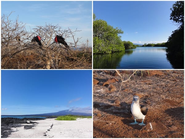 When in doubt, go to Ecuador: Galápagos: photo 2