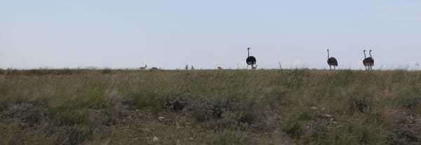 How to organize your safari in Etosha National Park- Namibia: photo 2