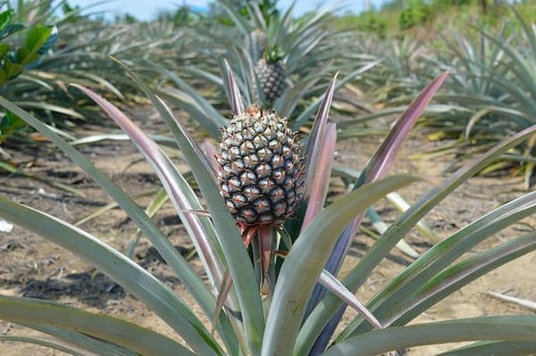 Discovering Bintan Island in Indonesia: photo 3