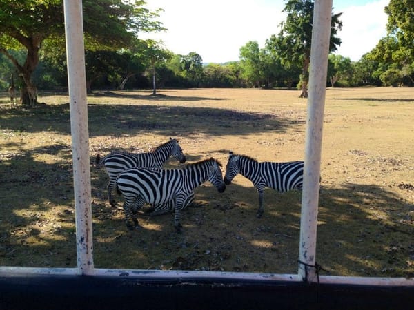 Calauit Safari Park: An animal lover: photo 7