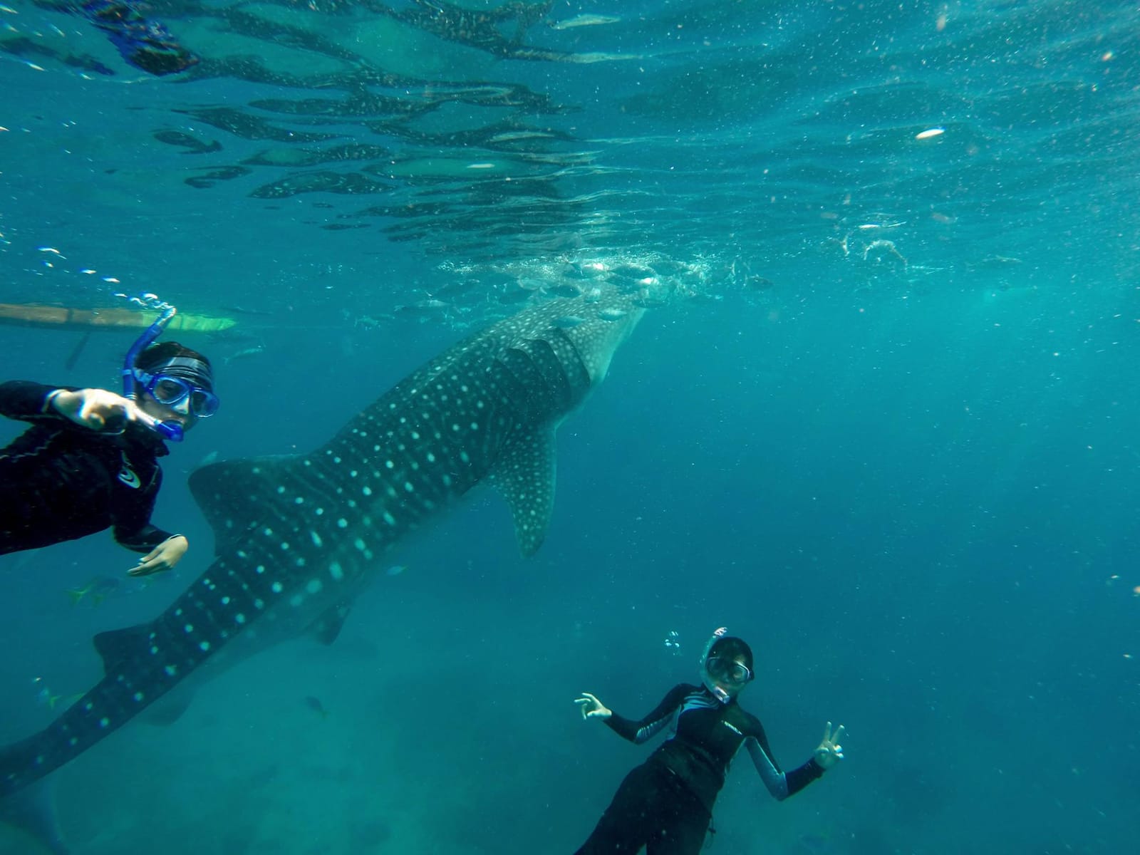 Philippines:  Swim with the Whale Sharks in Oslob, Cebu