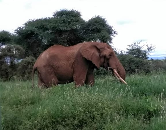 Amboseli Bound, Kajiado County, Kenya: photo 18
