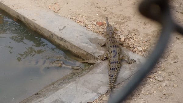 Nepal : In the laps of the Himalayas: photo 6