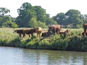 North Norfolk: A postage stamp view; culture, beauty & diversity: photo 14