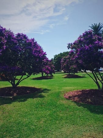 Australia - Centennial Park : A garden of wonders amidst a bustling city: photo 2