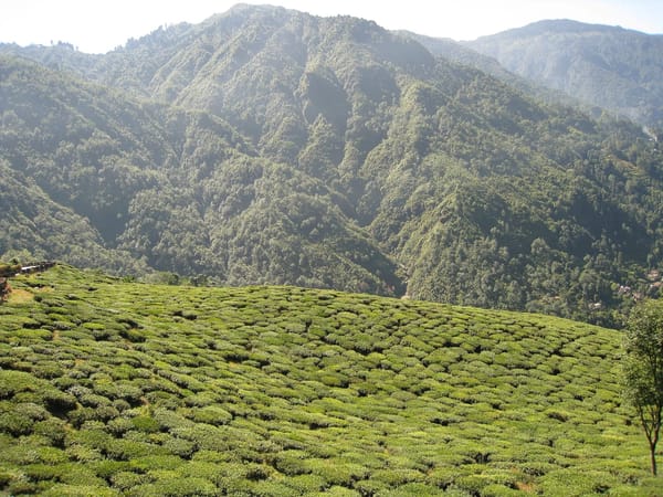 Darjeeling and Gangtok tour -a trip to northeast India: photo 2