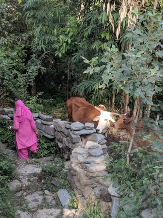 Five Reasons You Should Have A Village Experience In Dharamshala: photo 1