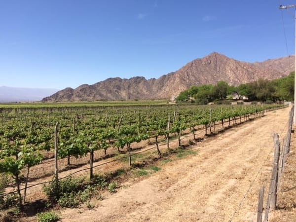 Argentina’s Cafayate- where vineyards meet the Andes: photo 3